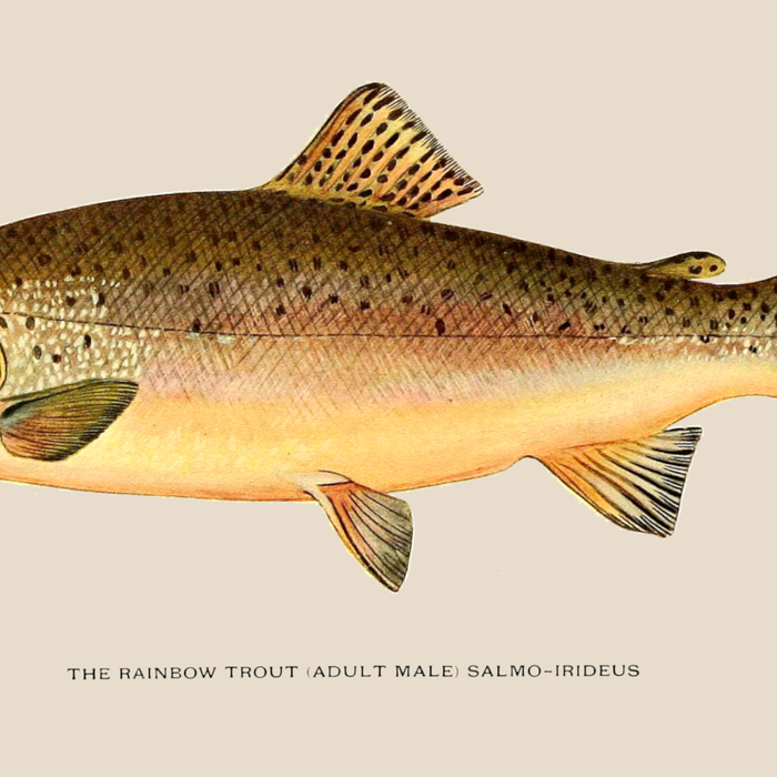 The Rainbow Trout Coffee Mug Gallery Image 2