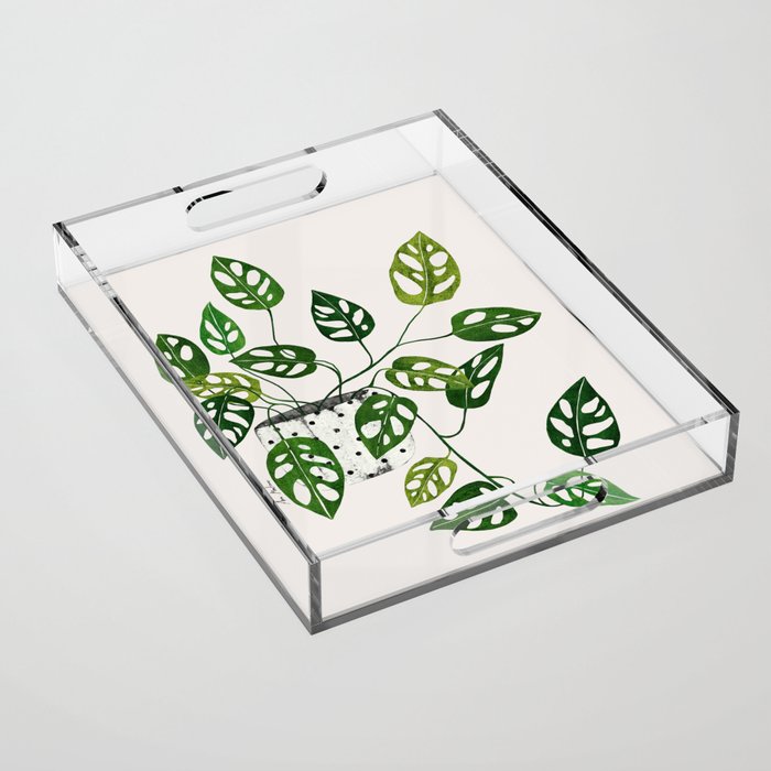 Monstera obliqua interior plant Acrylic Tray Gallery Image 1