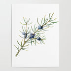 Juniper White Christmas Poster Gallery Image 4