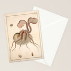 Argonauta Argo octopus (paper nautilus) from an Italian natural history book, 1791 Stationery Card Gallery Image 2