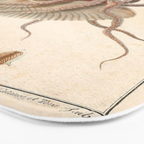 Argonauta Argo octopus (paper nautilus) from an Italian natural history book, 1791 Bath Mat Gallery Image 3