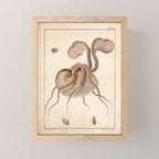 Argonauta Argo octopus (paper nautilus) from an Italian natural history book, 1791 Mini Art Print Gallery Image 1