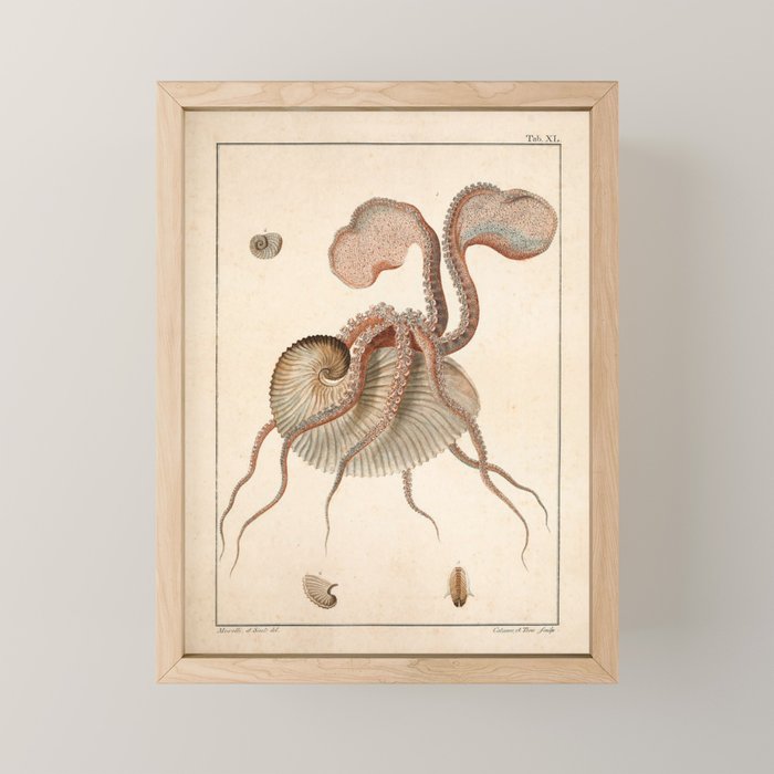 Argonauta Argo octopus (paper nautilus) from an Italian natural history book, 1791 Mini Art Print Gallery Image 1