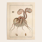 Argonauta Argo octopus (paper nautilus) from an Italian natural history book, 1791 Poster Gallery Image 4