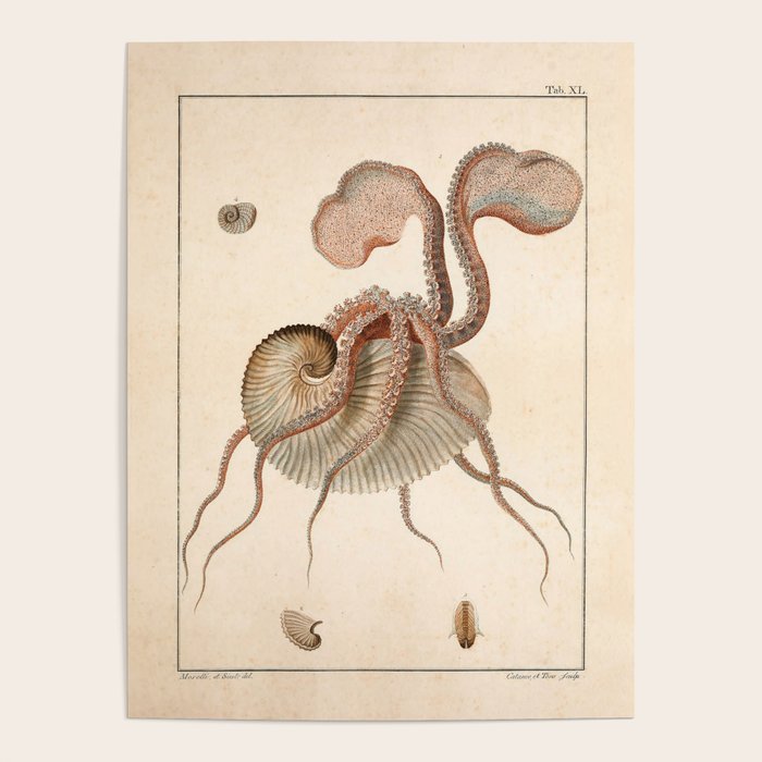 Argonauta Argo octopus (paper nautilus) from an Italian natural history book, 1791 Poster Gallery Image 4