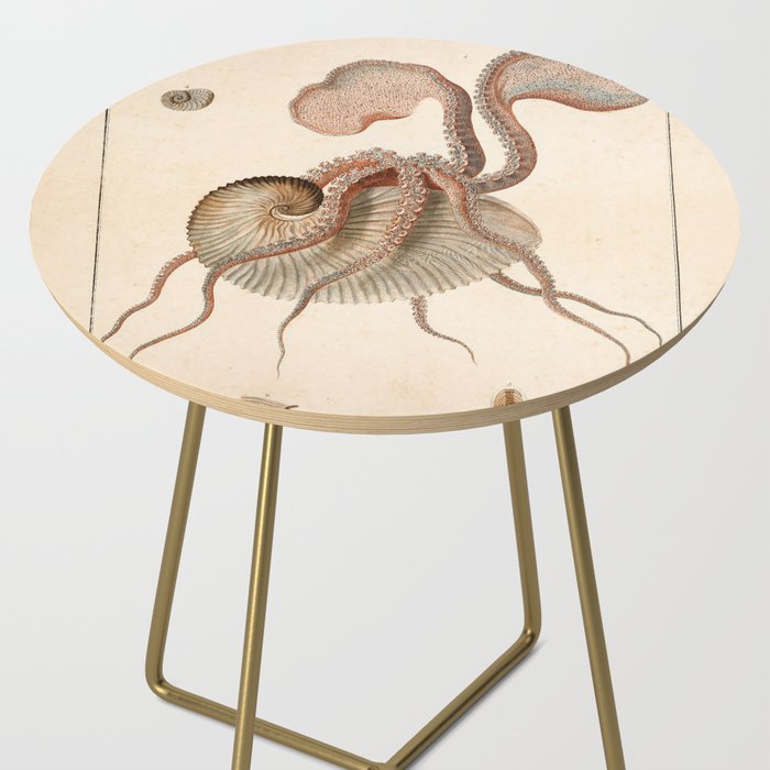 Argonauta Argo octopus (paper nautilus) from an Italian natural history book, 1791 Side Table Gallery Image 2