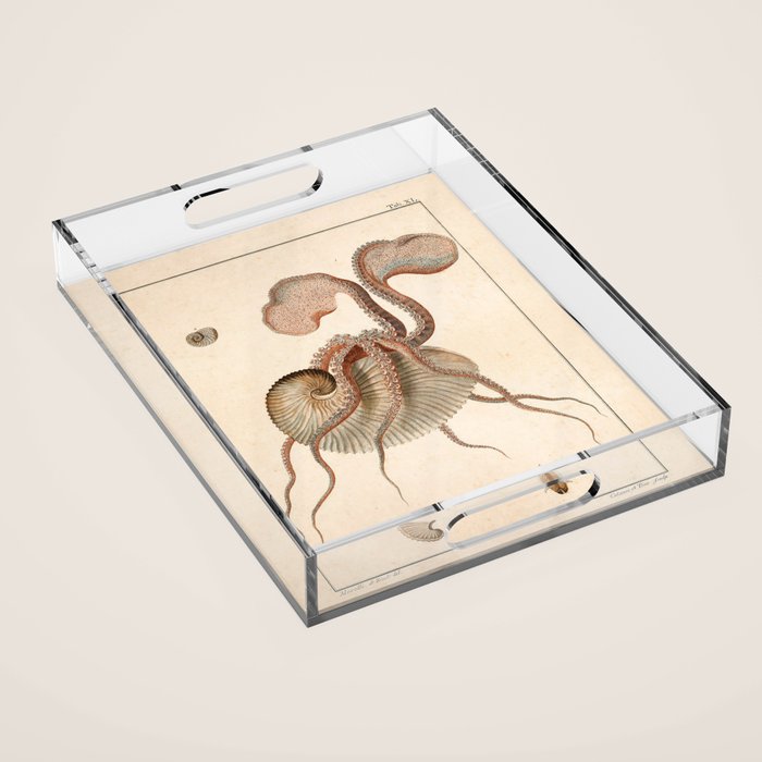 Argonauta Argo octopus (paper nautilus) from an Italian natural history book, 1791 Acrylic Tray Gallery Image 1