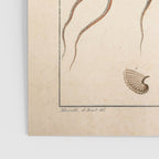 Argonauta Argo octopus (paper nautilus) from an Italian natural history book, 1791 Poster Gallery Image 3