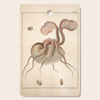 Argonauta Argo octopus (paper nautilus) from an Italian natural history book, 1791 Cutting Board Gallery Image 1