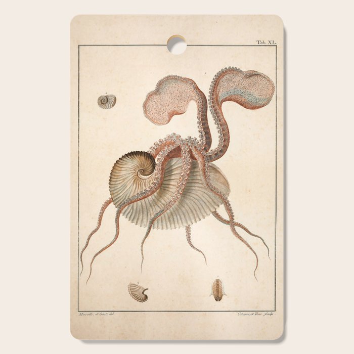 Argonauta Argo octopus (paper nautilus) from an Italian natural history book, 1791 Cutting Board Gallery Image 1
