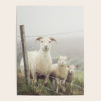 I See Ewe - Animal Photography, Icelandic Sheep Poster Gallery Image 4