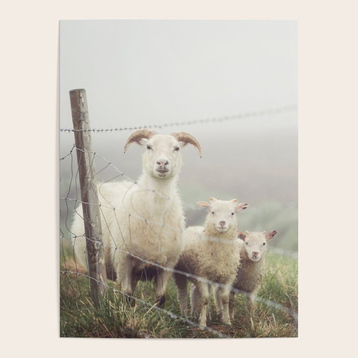 I See Ewe - Animal Photography, Icelandic Sheep Poster Gallery Image 4