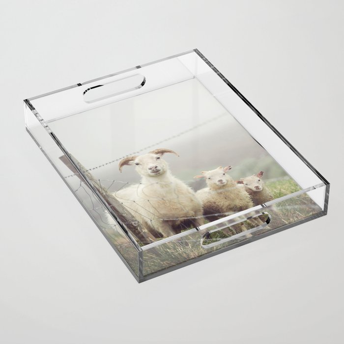I See Ewe - Animal Photography, Icelandic Sheep Acrylic Tray Gallery Image 1