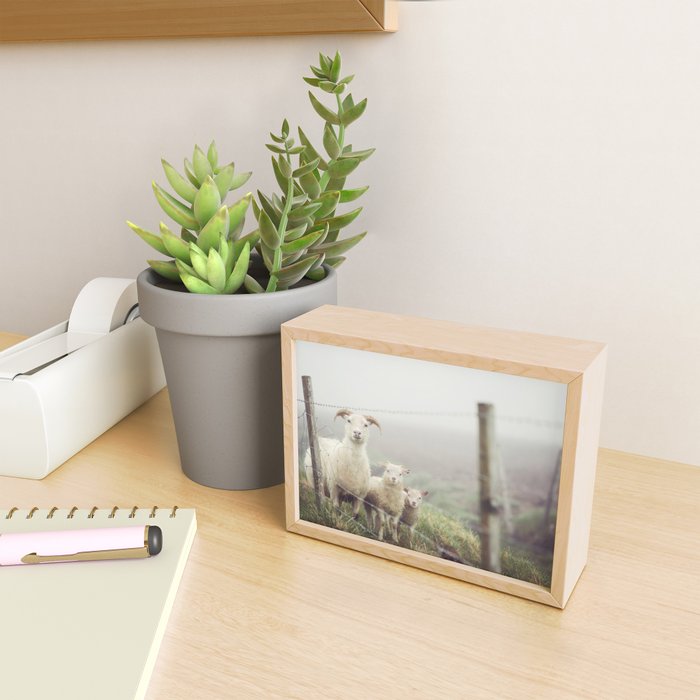 I See Ewe - Animal Photography, Icelandic Sheep Mini Art Print Gallery Image 2