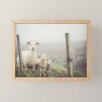 I See Ewe - Animal Photography, Icelandic Sheep Mini Art Print Gallery Image 1