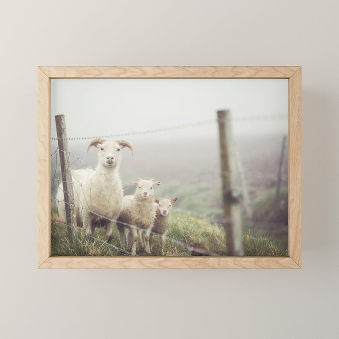 I See Ewe - Animal Photography, Icelandic Sheep Mini Art Print Gallery Image 1