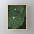 Nasturtium Leaf Botanical Photograph - moody minimal modern photography Mini Art Print Gallery Image 1