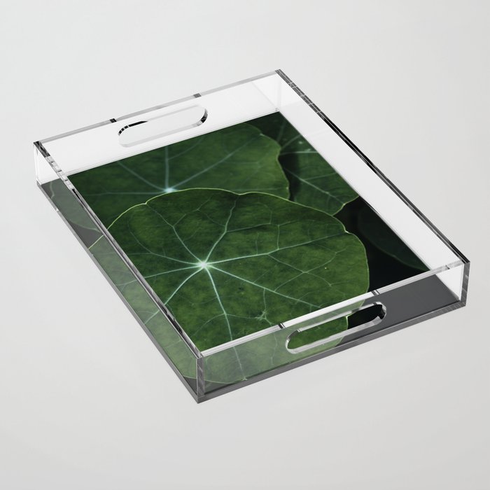 Nasturtium Leaf Botanical Photograph - moody minimal modern photography Acrylic Tray Gallery Image 1