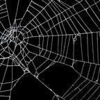 SpiderWeb Web Coffee Mug Gallery Image 2