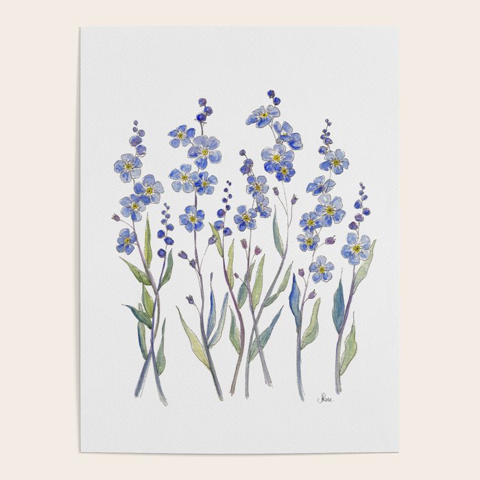 Blue Forget Me Not Blooms Poster Gallery Image 4