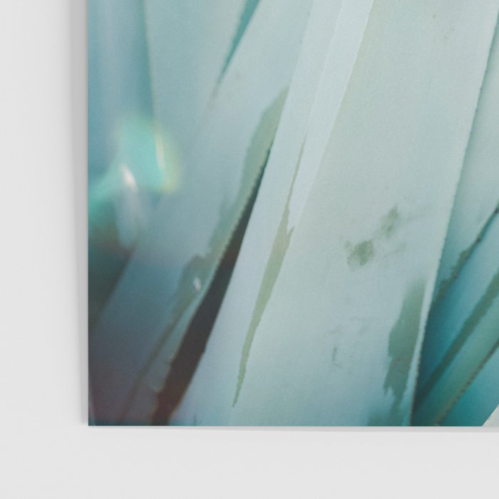 Aloë Vera in the Sun | Italy travel photography on film Poster Gallery Image 3