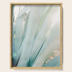 Aloë Vera in the Sun | Italy travel photography on film Serving Tray Gallery Image 1