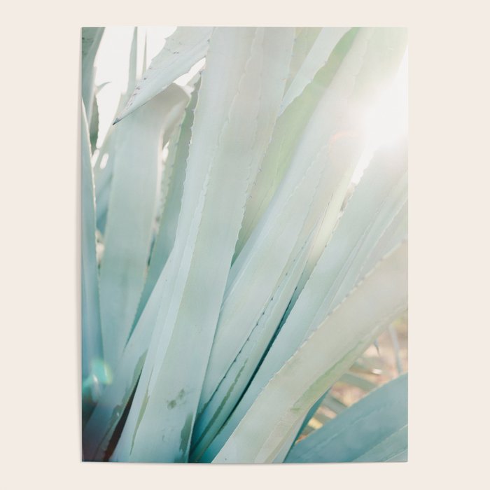 Aloë Vera in the Sun | Italy travel photography on film Poster Gallery Image 4