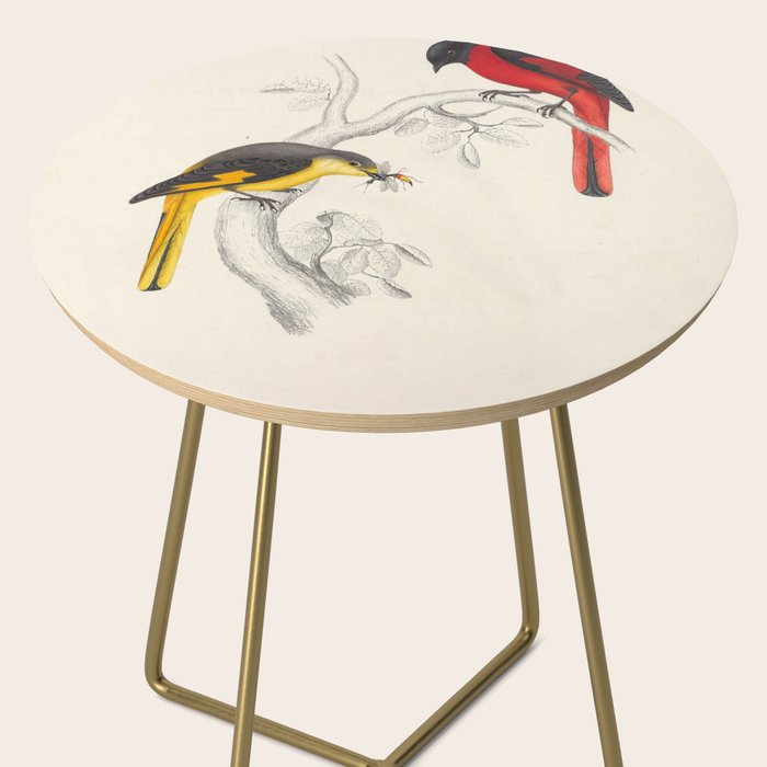 Short-billed minivet by Elizabeth Gould from "A Century of Birds from the Himalaya Mountains," 1831 Side Table Gallery Image 2