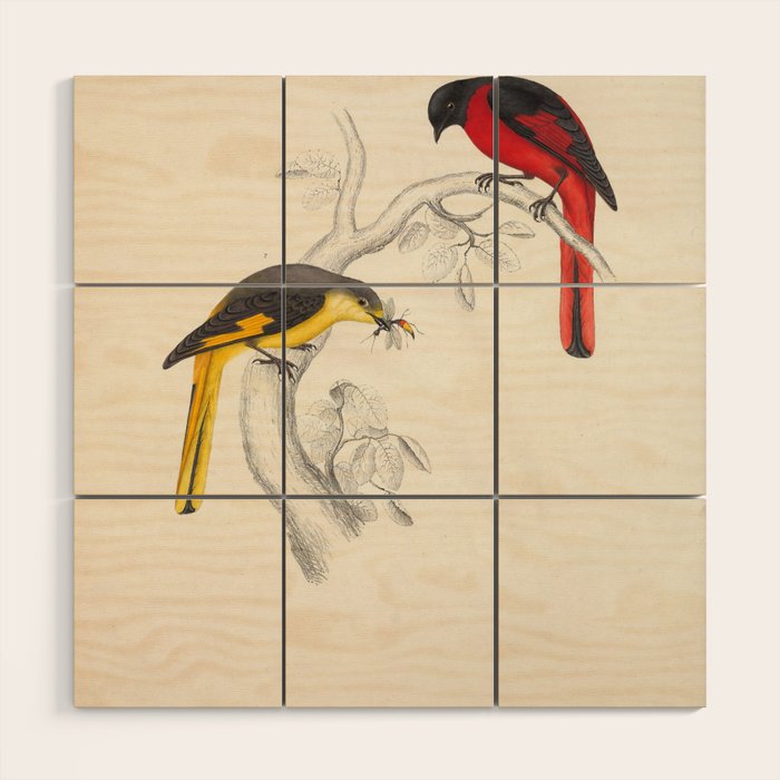Short-billed minivet by Elizabeth Gould from "A Century of Birds from the Himalaya Mountains," 1831 Wood Wall Art Gallery Image 1