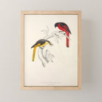 Short-billed minivet by Elizabeth Gould from "A Century of Birds from the Himalaya Mountains," 1831 Mini Art Print Gallery Image 1