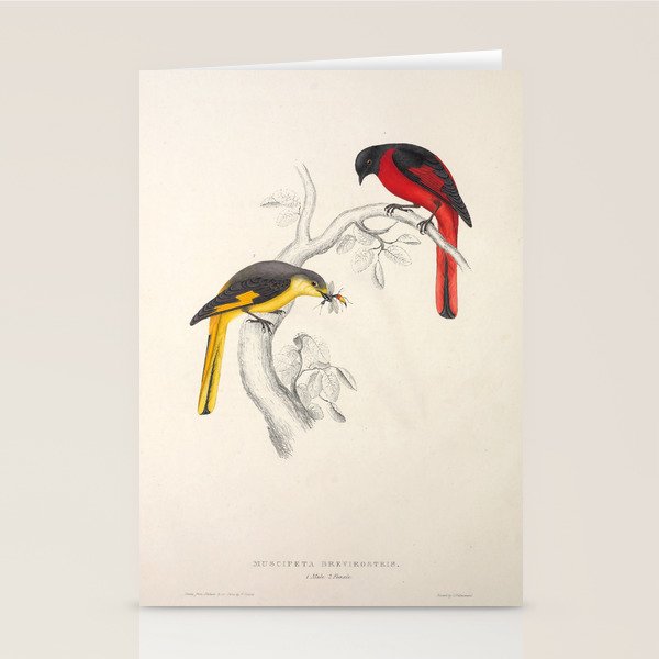 Short-billed minivet by Elizabeth Gould from "A Century of Birds from the Himalaya Mountains," 1831 Stationery Card Gallery Image 2