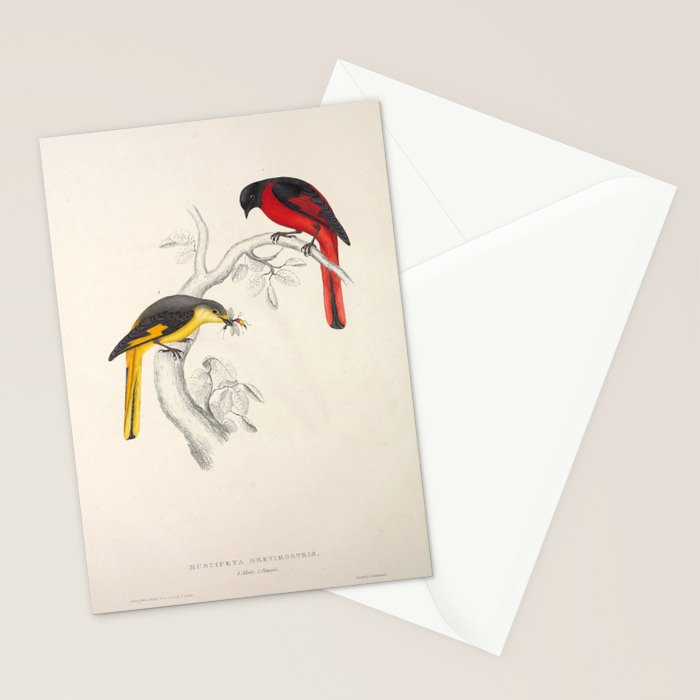Short-billed minivet by Elizabeth Gould from "A Century of Birds from the Himalaya Mountains," 1831 Stationery Card Gallery Image 2