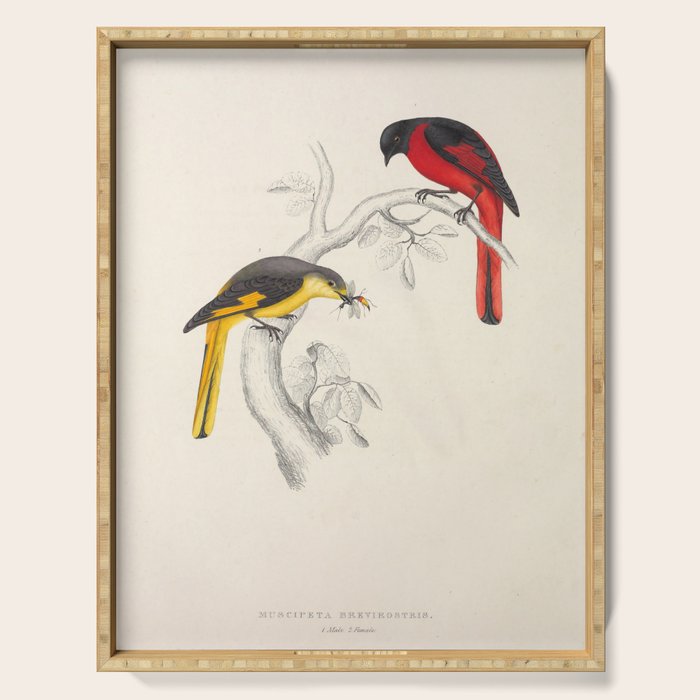 Short-billed minivet by Elizabeth Gould from "A Century of Birds from the Himalaya Mountains," 1831 Serving Tray Gallery Image 1