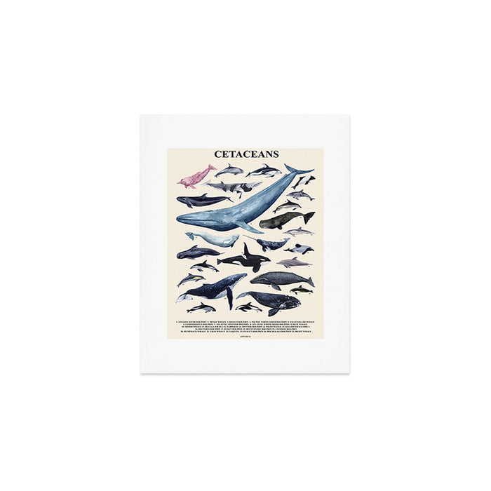 CETACEANS POSTER beige and text Art Print Gallery Image 1