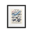 CETACEANS POSTER beige and text Framed Art Print Gallery Image 5