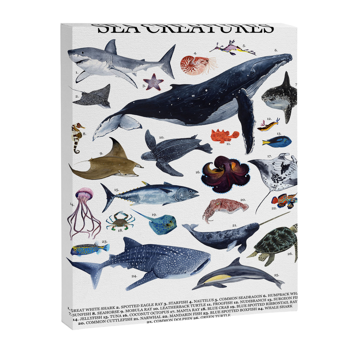 SEA CREATURES poster with names Canvas Print Gallery Image 6