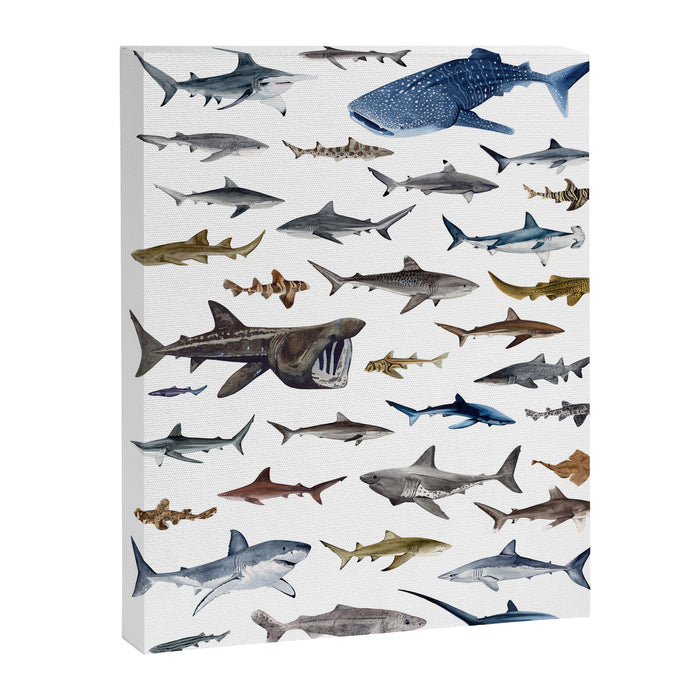 SHARKS poster-white Canvas Print Gallery Image 1