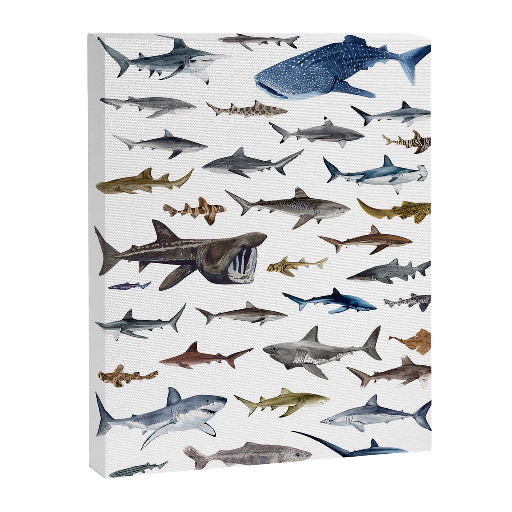 SHARKS poster-white Canvas Print Gallery Image 6