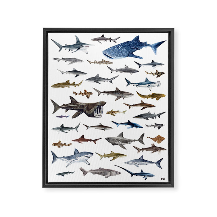 SHARKS poster-white Framed Canvas Print Gallery Image 1