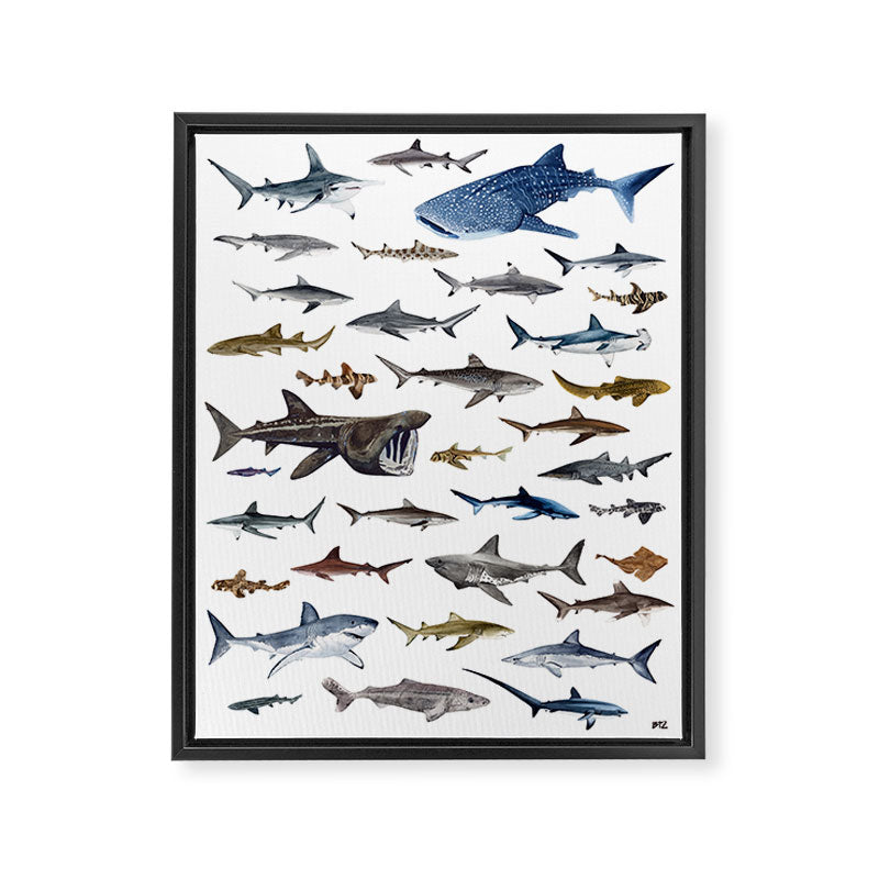 SHARKS poster-white Framed Canvas Print Gallery Image 6