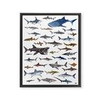 SHARKS poster-white Framed Canvas Print Gallery Image 6