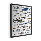 SHARKS poster-white Framed Canvas Print Gallery Image 2