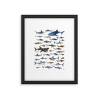 SHARKS poster-white Framed Art Print Gallery Image 5
