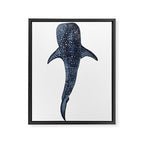 WHALE SHARK II Framed Canvas Print Gallery Image 6