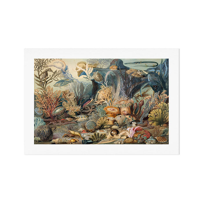 Ocean Life by James M Sommerville 1859 Funky Quirky Cute Cozy Boho Maximalism Maximalist Art Print Gallery Image 1