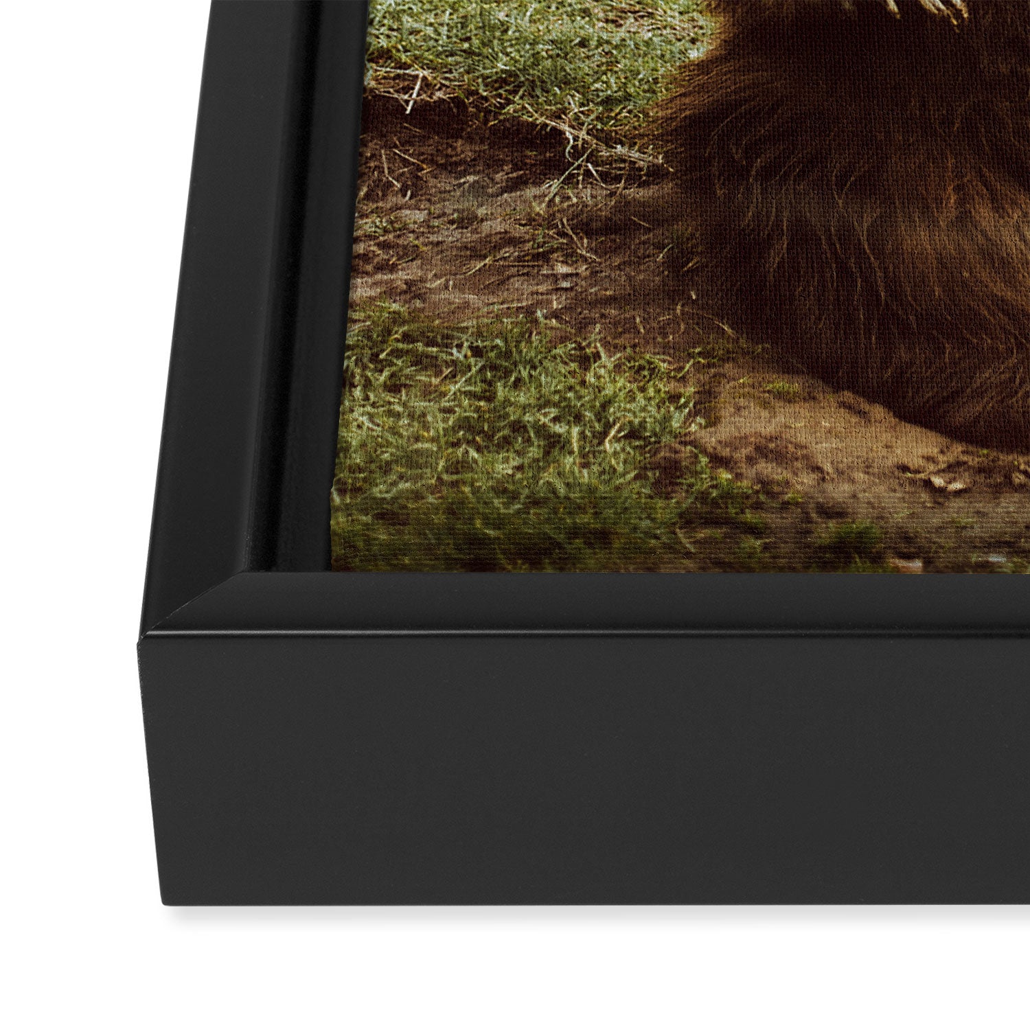 Hi Bear Framed Canvas Print Gallery Image 3