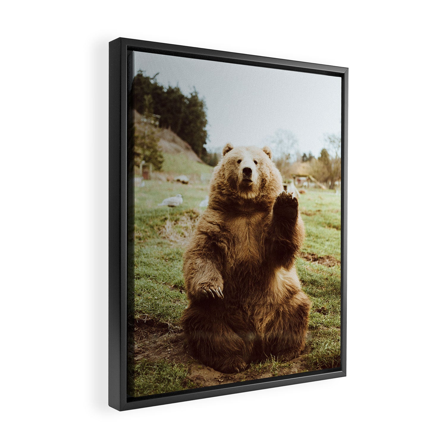 Hi Bear Framed Canvas Print Gallery Image 2