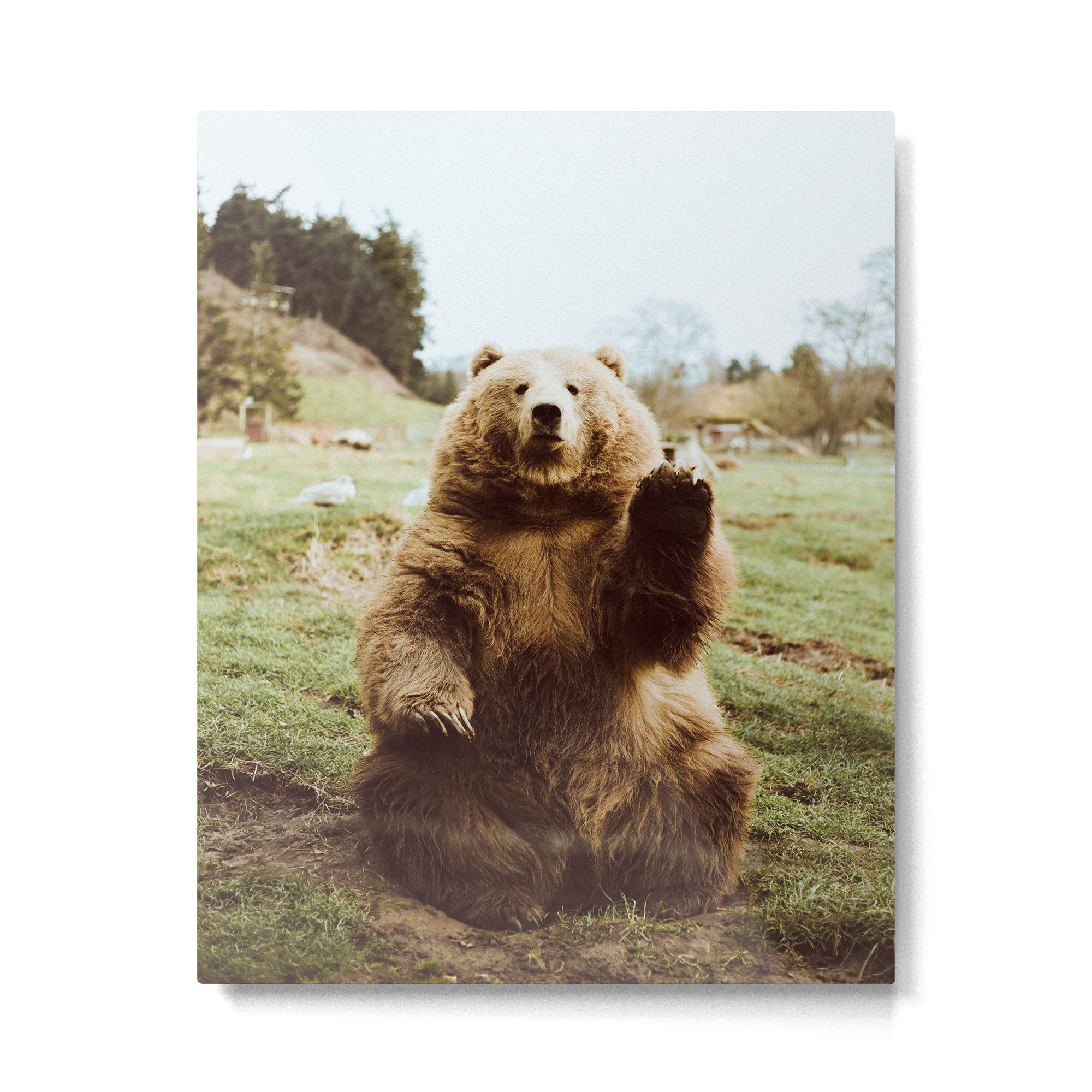 Hi Bear Metal Print Gallery Image 4