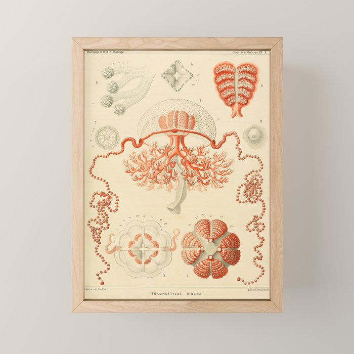 Jellyfish by Ernst Haeckel from his monograph of deep-sea medusae (1879) Mini Art Print Gallery Image 1