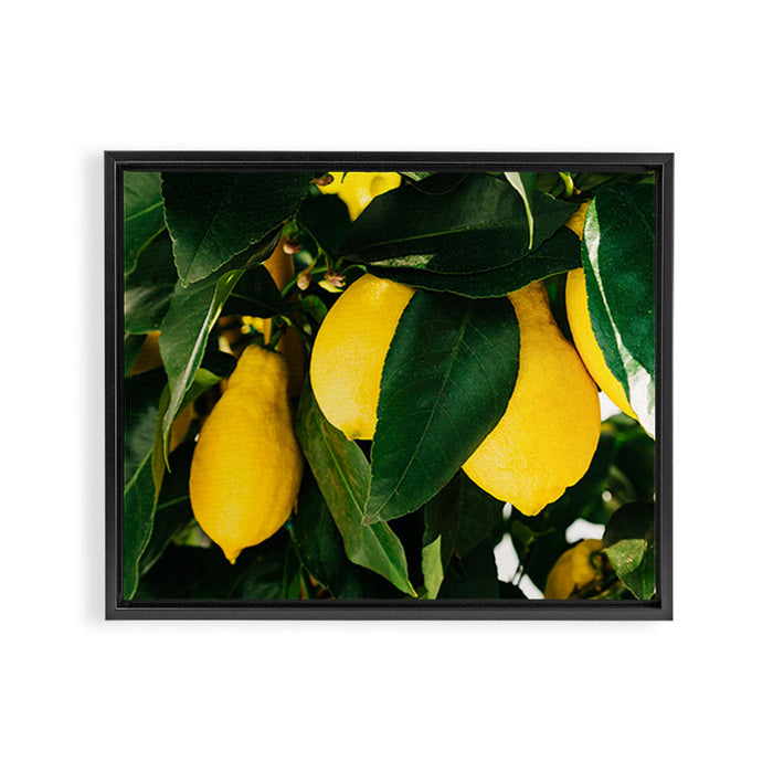 Amalfi Coast Lemons Framed Canvas Print Gallery Image 1